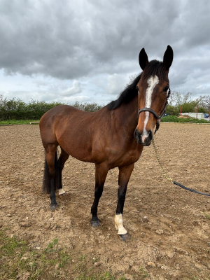 Beautiful TB mare 