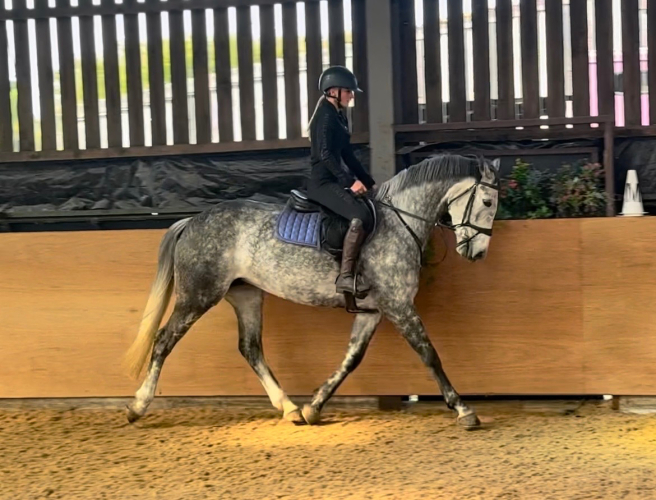 Super all-rounder mare