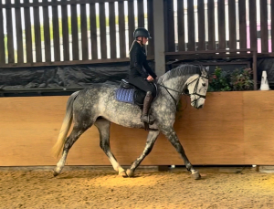 Super all-rounder mare 
