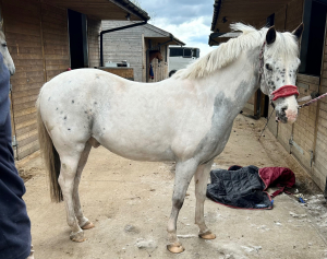 Ultimate kids/small adult pony