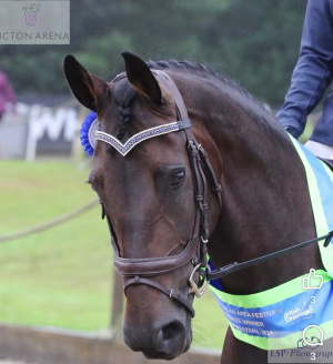 Stunning Competition/Dressage Horse 