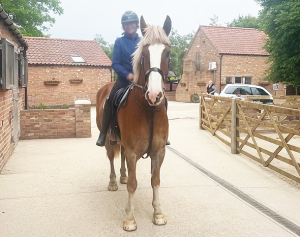 15.2hh safe irish cob 