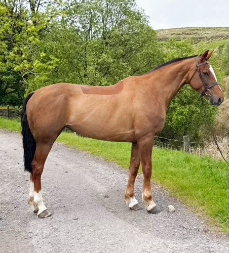 Super 7 Year old Irish Draught Mare