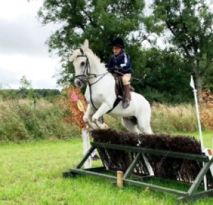 13.2 Connemara hunting/PC pony