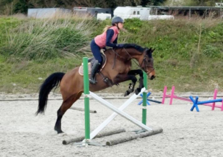 Beautiful Mare - Allrounder/Broodmare