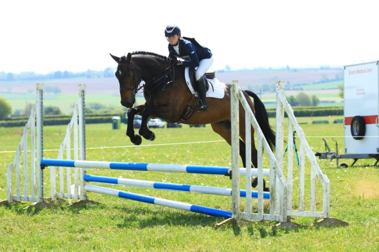 Very classy hunter/amateur competition horse