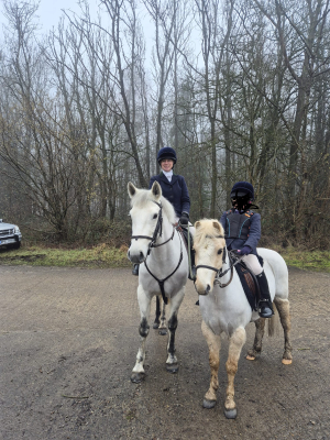 Honest and Genuine Connemara Mare