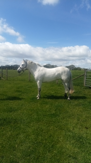 Honest and Genuine Connemara Mare