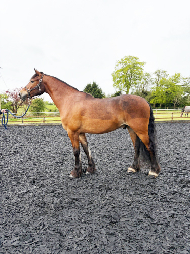 14.2hh | 6yo Welsh D Gelding | Project