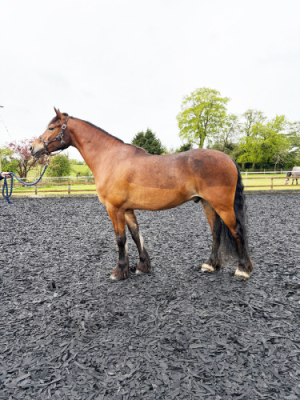 14.2hh | 6yo Welsh D Gelding | Project