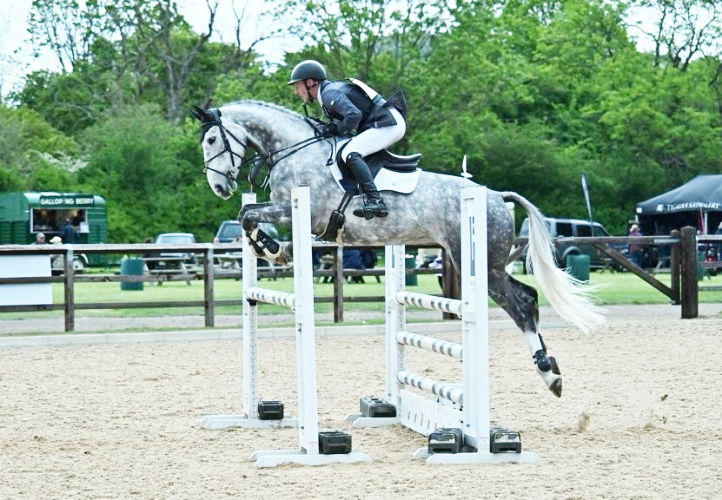 Extremely Talented 6 year old Event Horse