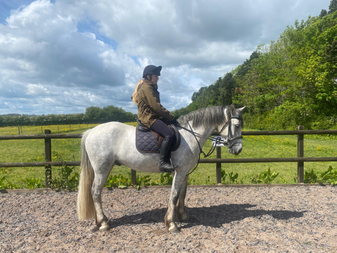 FLASHY CONNEMARA GELDING