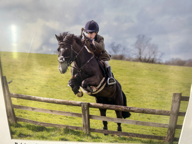 Flashy Heart of Gold Hunt Pony/ All Rounder