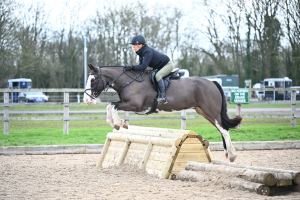 15.2hh 6yo Irish Gelding