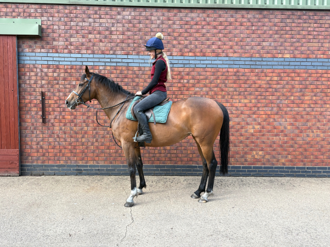 Could be a Fun Mare!