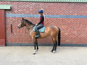Could be a Fun Mare! 