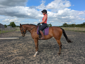 15.3 3YO Mare ROR Eligible