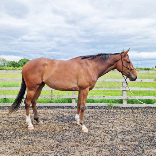 15.3 3YO Mare by Kodi Bear
