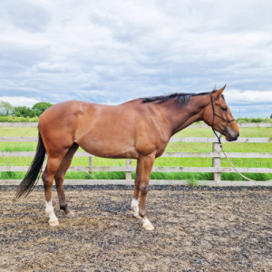 15.3 3YO Mare by Kodi Bear
