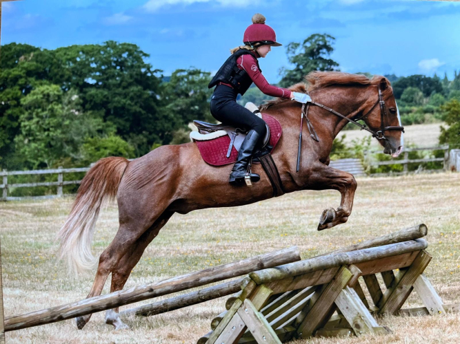 Fun all rounder/Pony club pony
