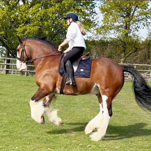 Stunning heavyweight Clydesdale x cob