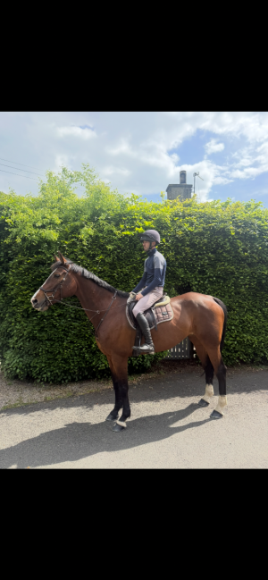 16.2hh Dutch mare 