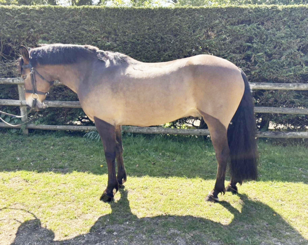 All-Rounder Flashy New Forest Pony for Sale