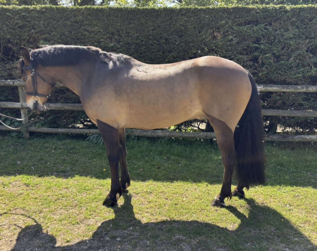 All-Rounder Flashy New Forest Pony for Sale