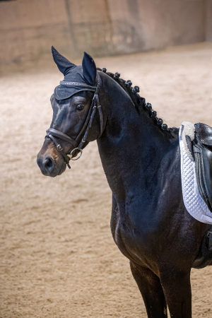 Loveable, child-friendly gelding