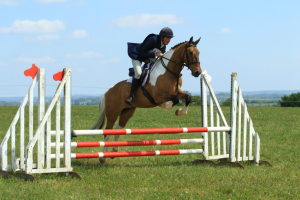 EYE CATCHING DUN AND WHITE HUNTER/ALLROUNDER