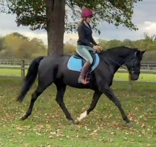 Totilas Daughter future star