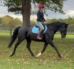 Totilas Daughter future star