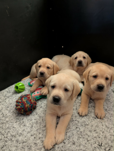 KC REG LABRADOR PUPPIES FOR SALE
