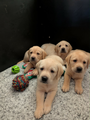 KC REG LABRADOR PUPPIES FOR SALE