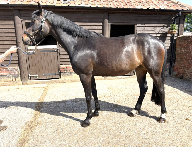 4 YO MARE WBxTB with Great Jump Breeding