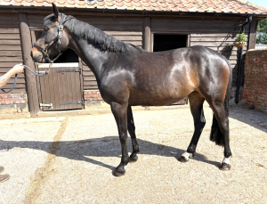 4 YO MARE WBxTB with Great Jump Breeding