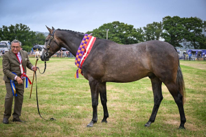 Smart Future Prospect – Novice Show Hunter / Working Hunter / Event / Dressage