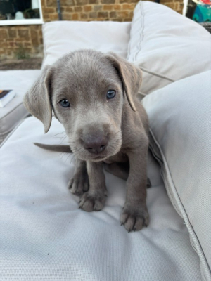 KC Reg Silver Lab puppies available now