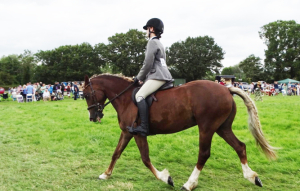 Super pony Looking for her forever home 