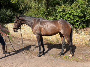 Kind Gentle Mare