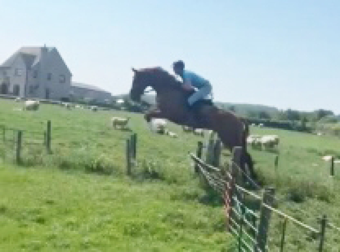 Super Prospect Irish Sport Horse