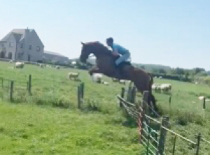 Super Prospect Irish Sport Horse