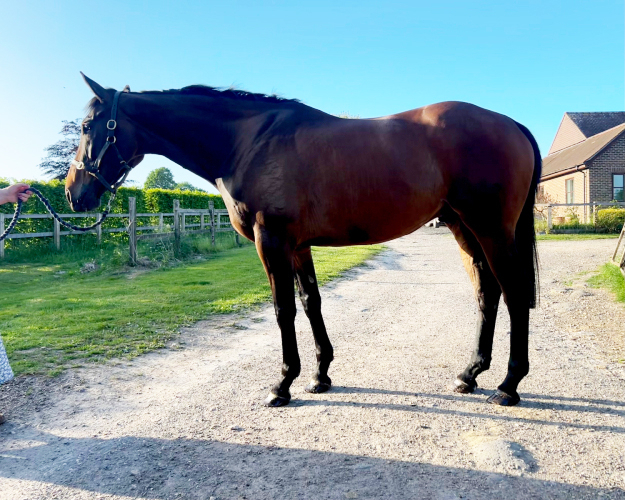 16.2hh 6yo Gelding