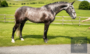 Striking Eventing Prospect