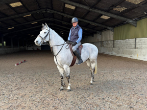 154cm Registered Connemara grey gelding 7 year old