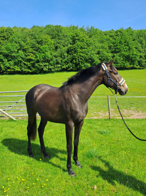 Stunning 3 year old TB filly DOB 31st May 2023