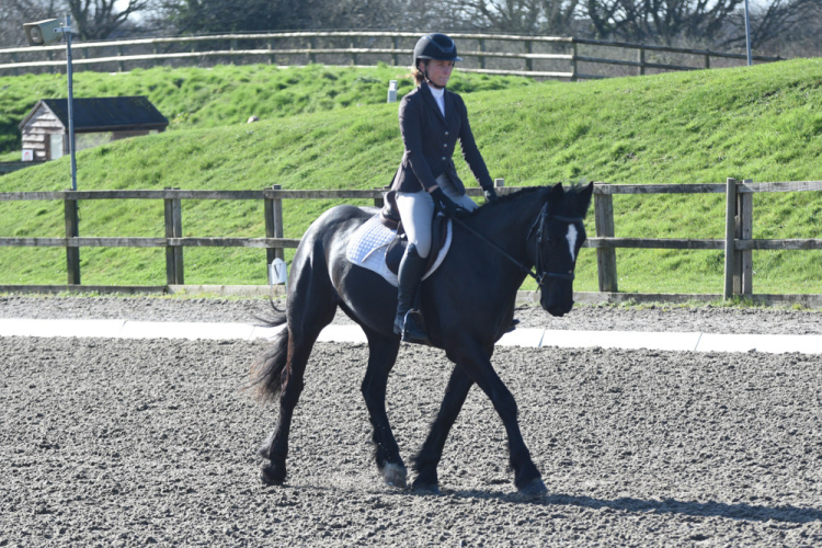 Stunning 15.1hh Black Gelding