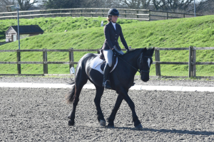 Stunning 15.1hh Black Gelding