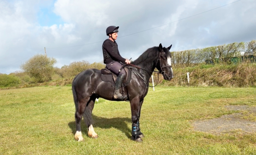 Stunning Irish Cob