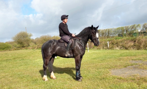 Stunning Irish Cob